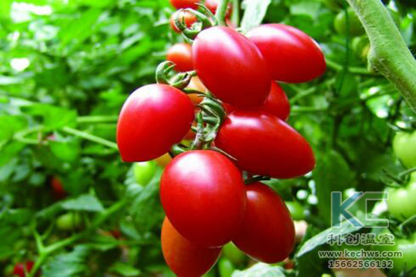 冷卻塔用竹制網格填料的研究,冷卻塔網格填料規格